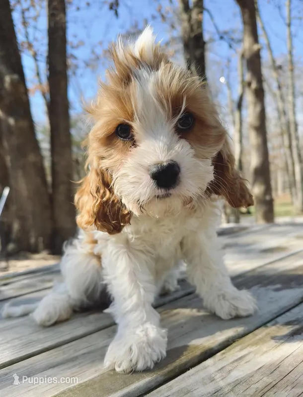 Pip – Cavapoo puppy for sale in Springfield, MO