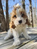 Pip, a female Cavapoo for sale in Republic, MO – Photo 2 of 10