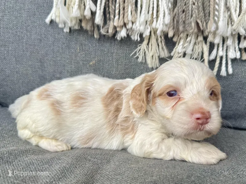 Aspen – Cockapoo puppy for sale in Republic, MO