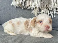 Aspen, a male Cockapoo for sale in Republic, MO – Photo 4 of 4