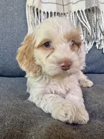 Aspen, a male Cockapoo for sale in Republic, MO – 3 of 6