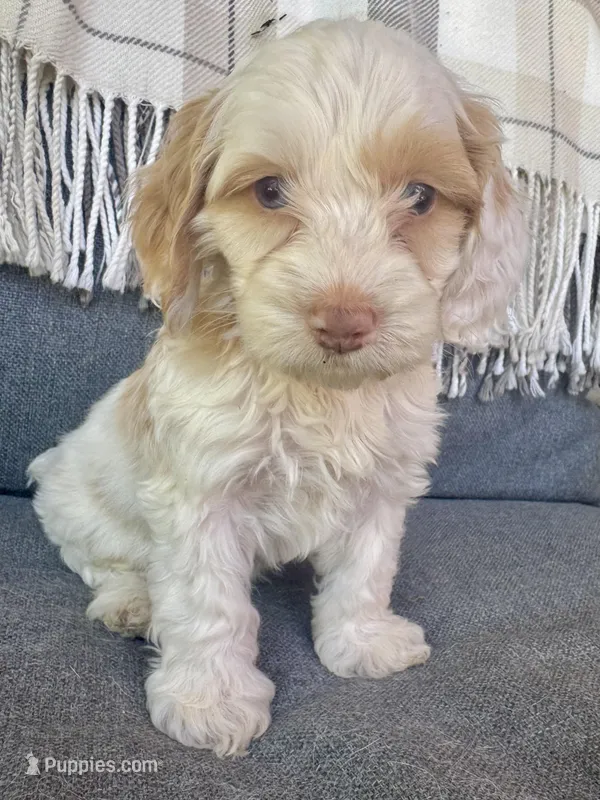 Aspen – Cockapoo puppy for sale in Republic, MO