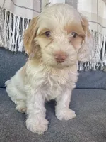 Aspen, a male Cockapoo for sale in Republic, MO – 2 of 6