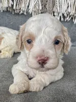 Aspen, a male Cockapoo for sale in Republic, MO – Photo 2 of 4