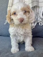 Aspen, a male Cockapoo for sale in Republic, MO – 4 of 6