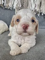 Aspen, a male Cockapoo for sale in Republic, MO – Photo 3 of 4