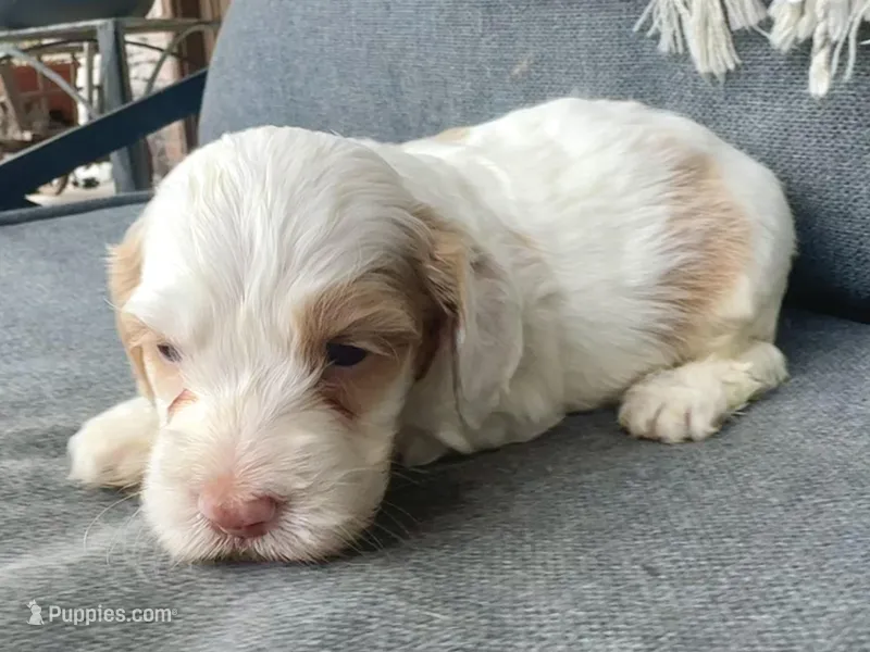 Aspen – Cockapoo puppy for sale in Republic, MO