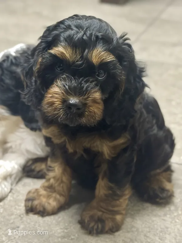 Teddy – Cavapoo puppy for sale in Republic, MO