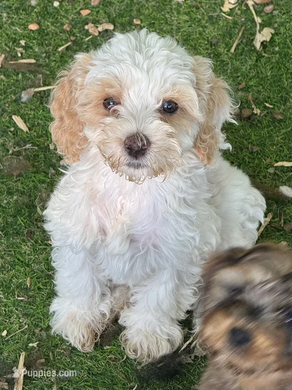 Arlo – Cockapoo puppy for sale in Republic, MO