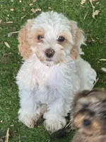 Arlo, a male Cockapoo for sale in Republic, MO – 2 of 8