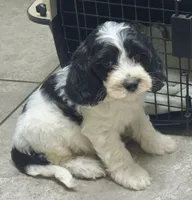Duke, a male Cockapoo and Cocker Spaniel for sale in Republic, MO – 2 of 9