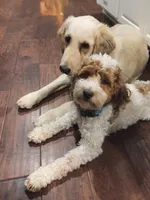 Ducki, a male Cockapoo for sale in Republic, MO – 3 of 4
