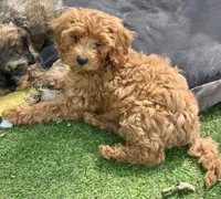 Ric, a male Cockapoo for sale in Republic, MO – 1 of 6