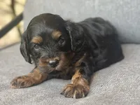 Teddy, a female Cavapoo for sale in Republic, MO – 2 of 6