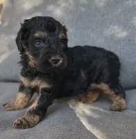 Moose, a male Cockapoo and Cocker Spaniel for sale in Republic, MO – 2 of 3