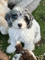 Luna, a female Cockapoo for sale in Republic, MO – 1 of 9
