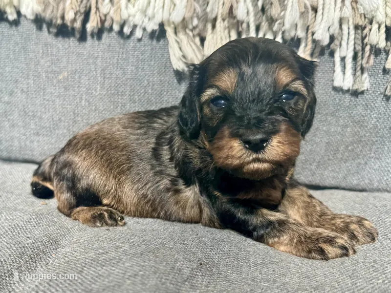 Sadie – Cockapoo puppy for sale in Republic, MO
