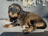 Sadie, a female Cockapoo for sale in Republic, MO – Photo 2 of 3