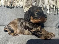 Sadie, a female Cockapoo for sale in Republic, MO – Photo 3 of 3