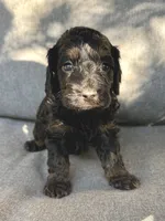 Max, a male Cockapoo and Cocker Spaniel for sale in Republic, MO – 1 of 3
