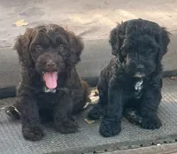 Cash, a male Cockapoo and Cocker Spaniel for sale in Republic, MO – 4 of 8