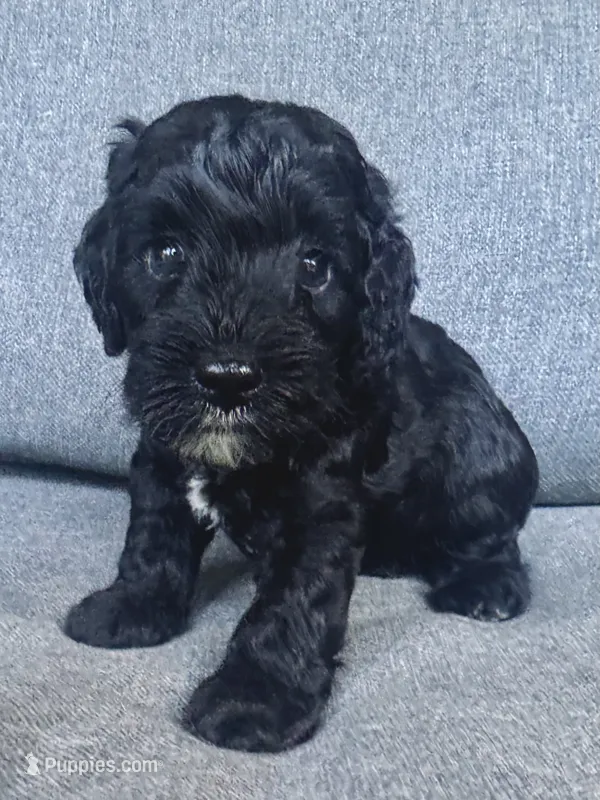 Cash – Cockapoo, Cocker Spaniel puppy for sale in Republic, MO