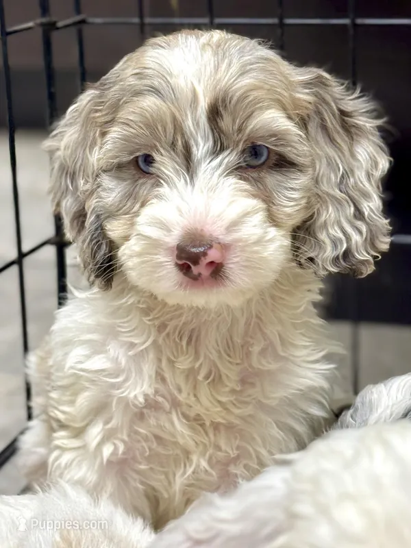 Drax – Cockapoo puppy for sale in Republic, MO