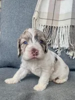 Drax (shipping included), a male Cockapoo for sale in Republic, MO – Photo 3 of 5