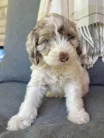 Drax, a male Cockapoo for sale in Republic, MO – Photo 2 of 8