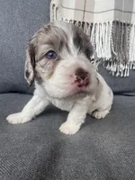 Drax (shipping included), a male Cockapoo for sale in Republic, MO – Photo 5 of 5