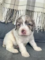 Drax (shipping included), a male Cockapoo for sale in Republic, MO – Photo 2 of 5