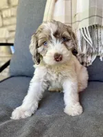 Drax, a male Cockapoo for sale in Republic, MO – Photo 3 of 8