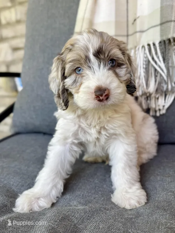 Drax (shipping included) – Cockapoo puppy for sale in Republic, MO