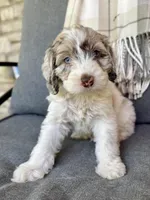 Drax, a male Cockapoo for sale in Republic, MO – Photo 1 of 8
