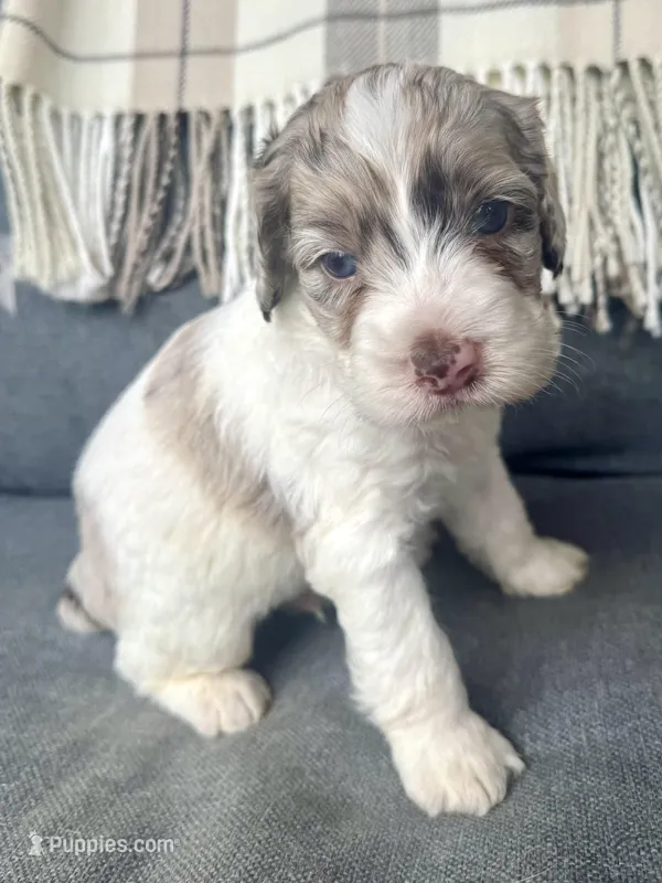 Drax (shipping included) – Cockapoo puppy for sale in Republic, MO