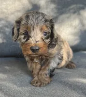 Luna, a female Cockapoo and Cocker Spaniel for sale in Republic, MO – 2 of 4