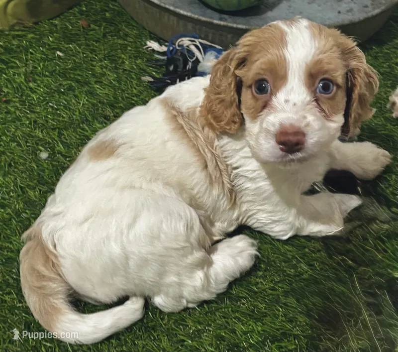 Max – Cockapoo puppy for sale in Republic, MO