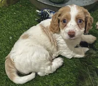 Max, a male Cockapoo and Cocker Spaniel for sale in Republic, MO – 7 of 7