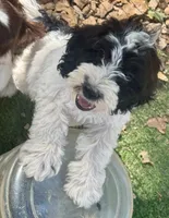 Winnie, a female Cockapoo and Cocker Spaniel for sale in Republic, MO – 3 of 9