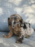 Birdie, a female Cockapoo and Cocker Spaniel for sale in Republic, MO – 2 of 4