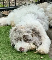 Drax, a male Cockapoo for sale in Republic, MO – 2 of 10
