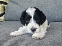 Duke, a male Cockapoo and Cocker Spaniel for sale in Republic, MO – 2 of 4