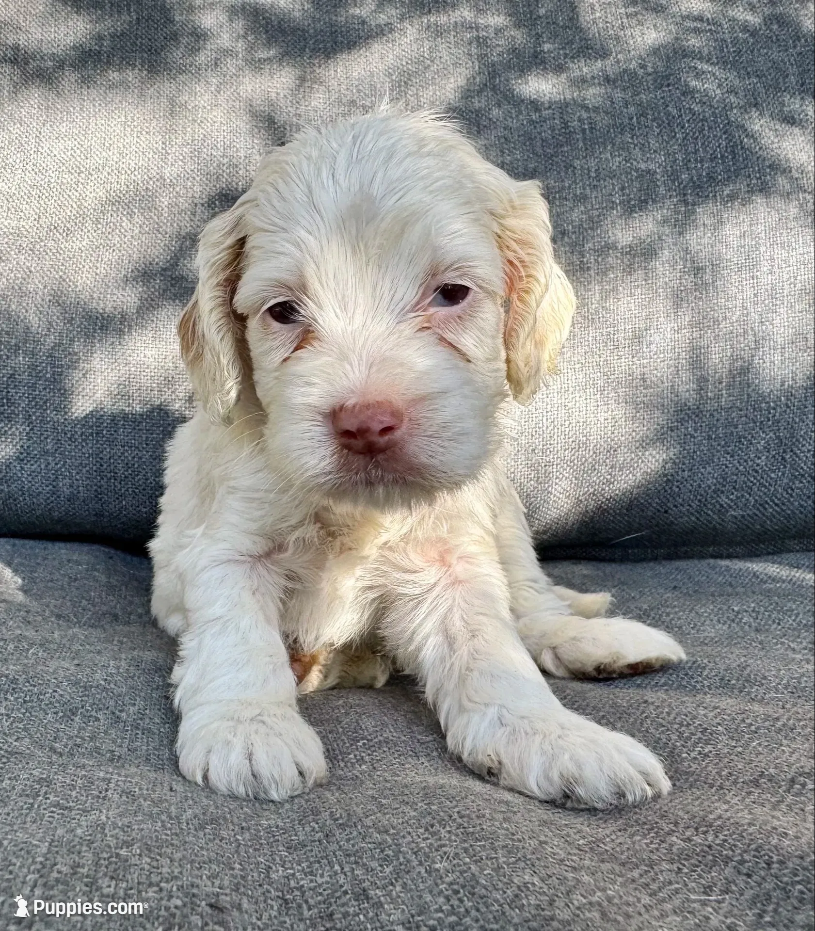 Elsa, a female Cockapoo and Cocker Spaniel for sale in Republic, MO – 2 of 3