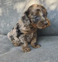 Birdie, a female Cockapoo and Cocker Spaniel for sale in Republic, MO – 3 of 4