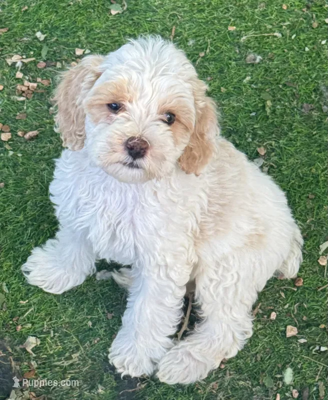 Arlo – Cockapoo puppy for sale in Republic, MO