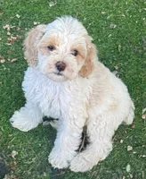 Arlo, a male Cockapoo for sale in Republic, MO – 1 of 8