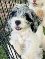 Luna, a female Cockapoo for sale in Republic, MO – 3 of 9