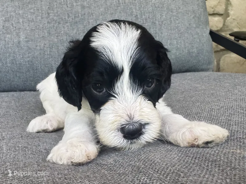 Duke – Cockapoo, Cocker Spaniel puppy for sale in Republic, MO