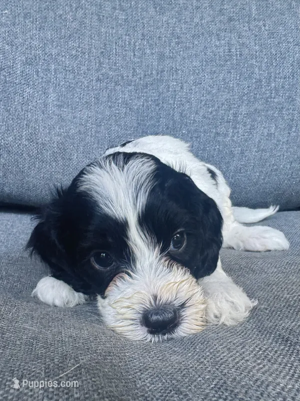 Duke – Cockapoo, Cocker Spaniel puppy for sale in Republic, MO