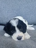 Duke, a male Cockapoo and Cocker Spaniel for sale in Republic, MO – 5 of 9